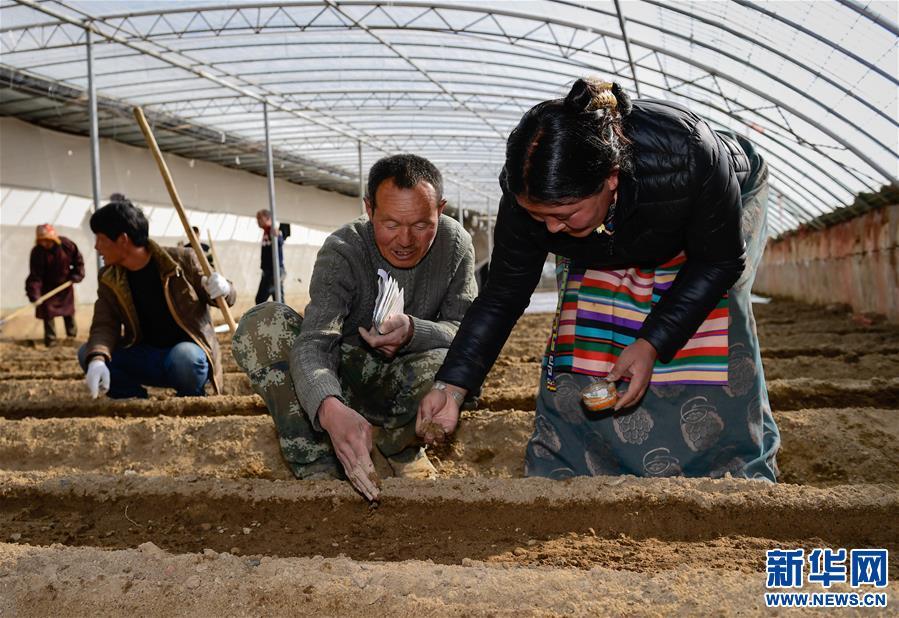 （社会）（3）西藏阿里：农业园区让群众吃上“生态饭”