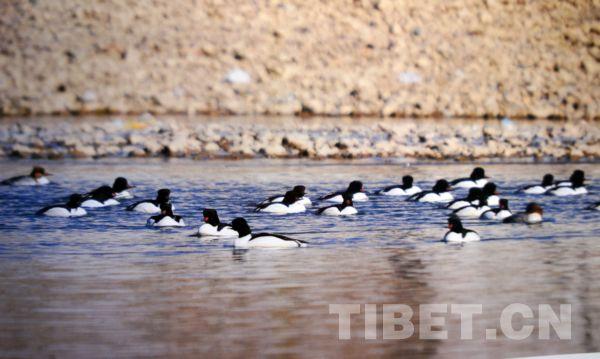 每年冬天，可在拉鲁湿地和拉萨河上看到一群一群的秋沙鸭。
