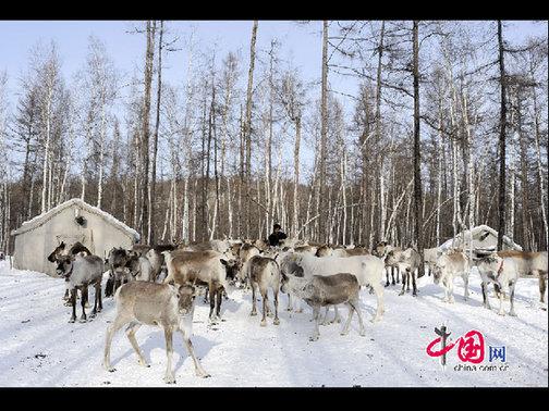 “鄂温克”是民族自称，意为“住在大山林中的人们”，人口少而分布广。走进大森林的这部分鄂温克人被称为“雅库特”，或者使鹿鄂温克。这是目前世界上唯一一个使用驯鹿的民族，代表着一种独特的文化现象——驯鹿文化（又称狩猎文化）。天高摄影