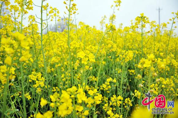 油菜花在我国栽培较广，以长江流域和以南各地为最多。湖北省是油菜花产地之一。李刚摄