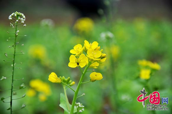 油菜花在我国栽培较广，以长江流域和以南各地为最多。湖北省是油菜花产地之一。李刚摄