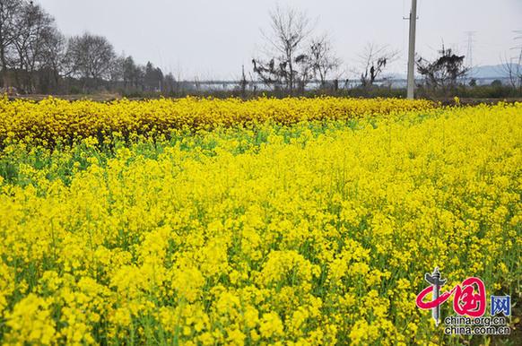 油菜花与菜薹竞相开放。李刚摄