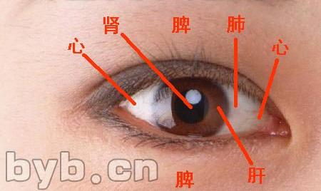 揭开“人老珠黄”的奥秘