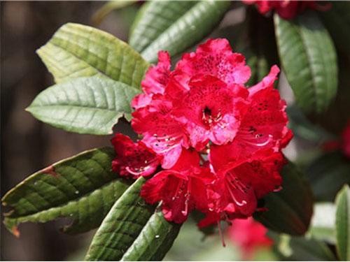 杜鹃花
