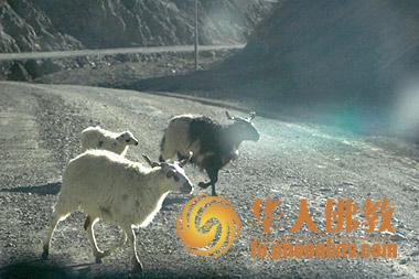 昂仁至萨嘎路上：暮归的羊儿