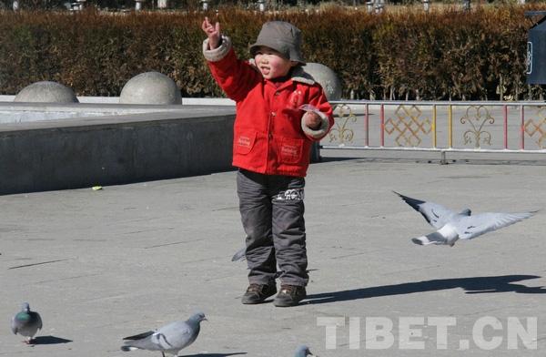 孩子在欢快地抛洒谷物来吸引飞鸽