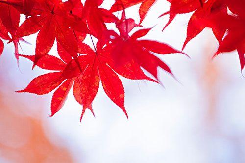 秋季的特点