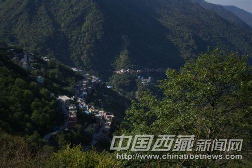 樟木  彭月圆 摄