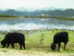 “拉萨之肺”的神秘地带——拉鲁湿地。