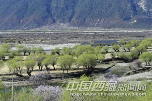 尼洋河畔风光
