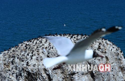 一只棕头鸥在青海湖鸬鹚岛前飞过。新华社　张宏祥　摄