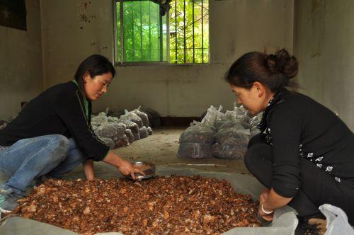 2.工人在将天麻种洒在腐殖质上准备种植。摄影：记者 王川。