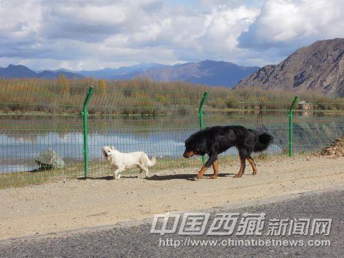 小狗将我引向景区入口处。