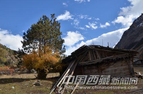 岗云杉林里的人家