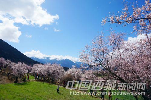 3月，林芝桃花盛开成海。 彭月圆 摄
