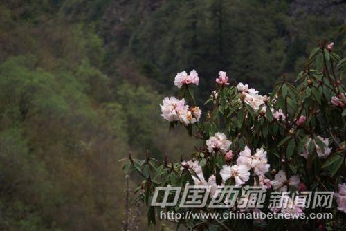 高山杜鹃  彭月圆 摄