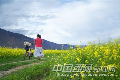 6月，西藏油菜花盛情绽放。 彭月圆 摄