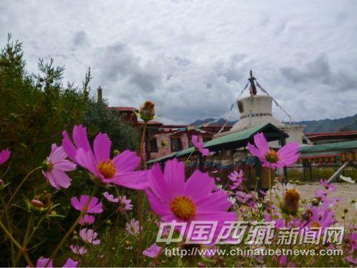 张大人花 彭月圆 摄
