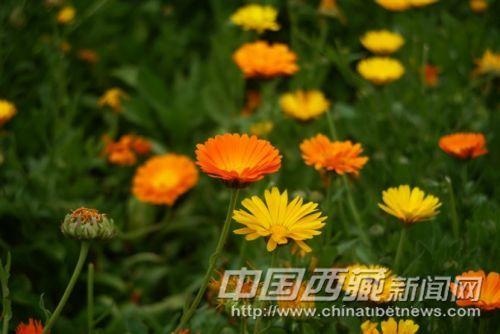 格桑花 彭月圆 摄