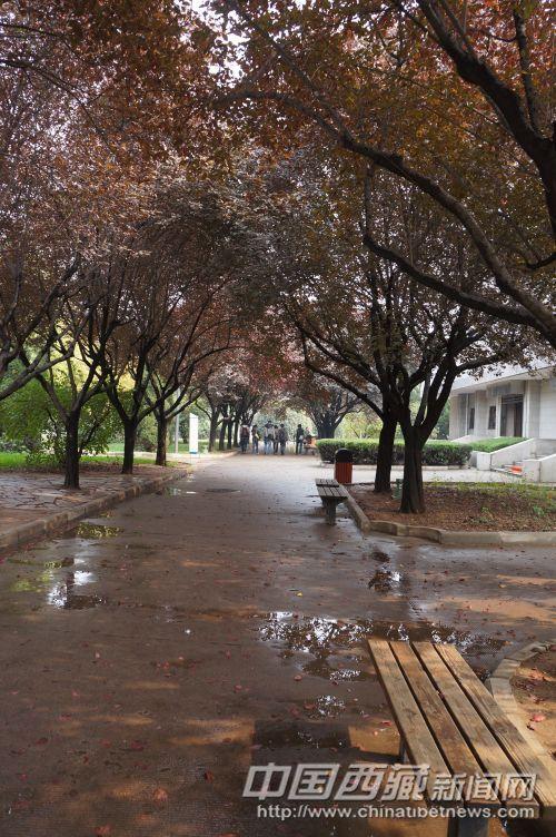 西安街景 史卫静 摄