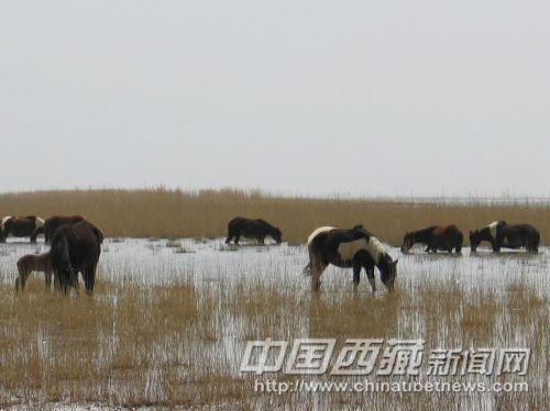牛马在湖畔湿地悠闲地吃草。