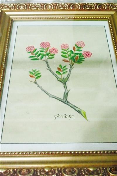 上世纪80年代，嘎务曾用绘画的形式记录藏药材。