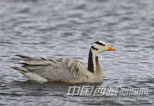 斑头雁