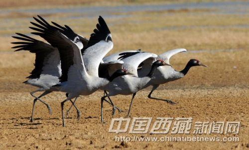 黑颈鹤