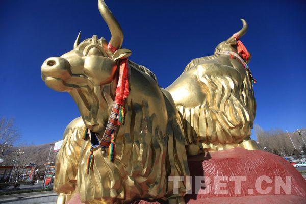 拉萨布达拉宫旁的“高原之宝”