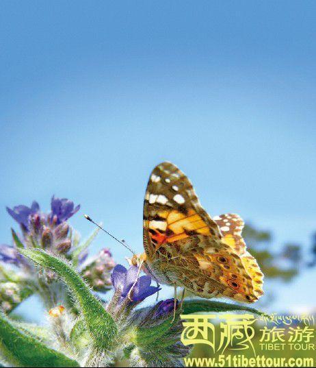 会飞的格桑花