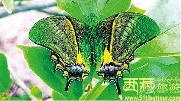薄如绢纸般的翅膀
