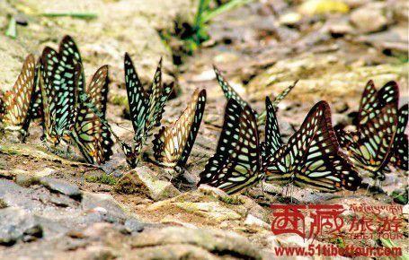 与泉同戏