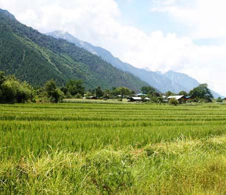 察隅地方的稻田。