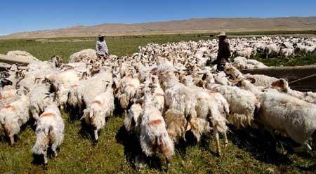 西藏羊毛编织的主要原料为这种绵羊。