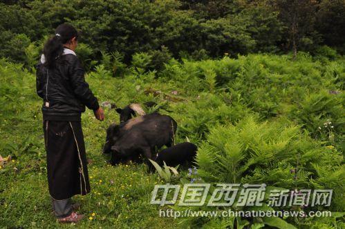 27版贪食面饼的藏香猪