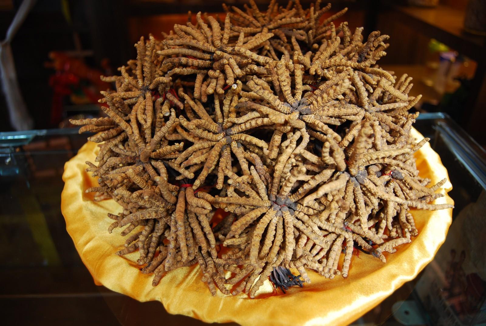 往届魅力虫草节的虫草 (2).jpg