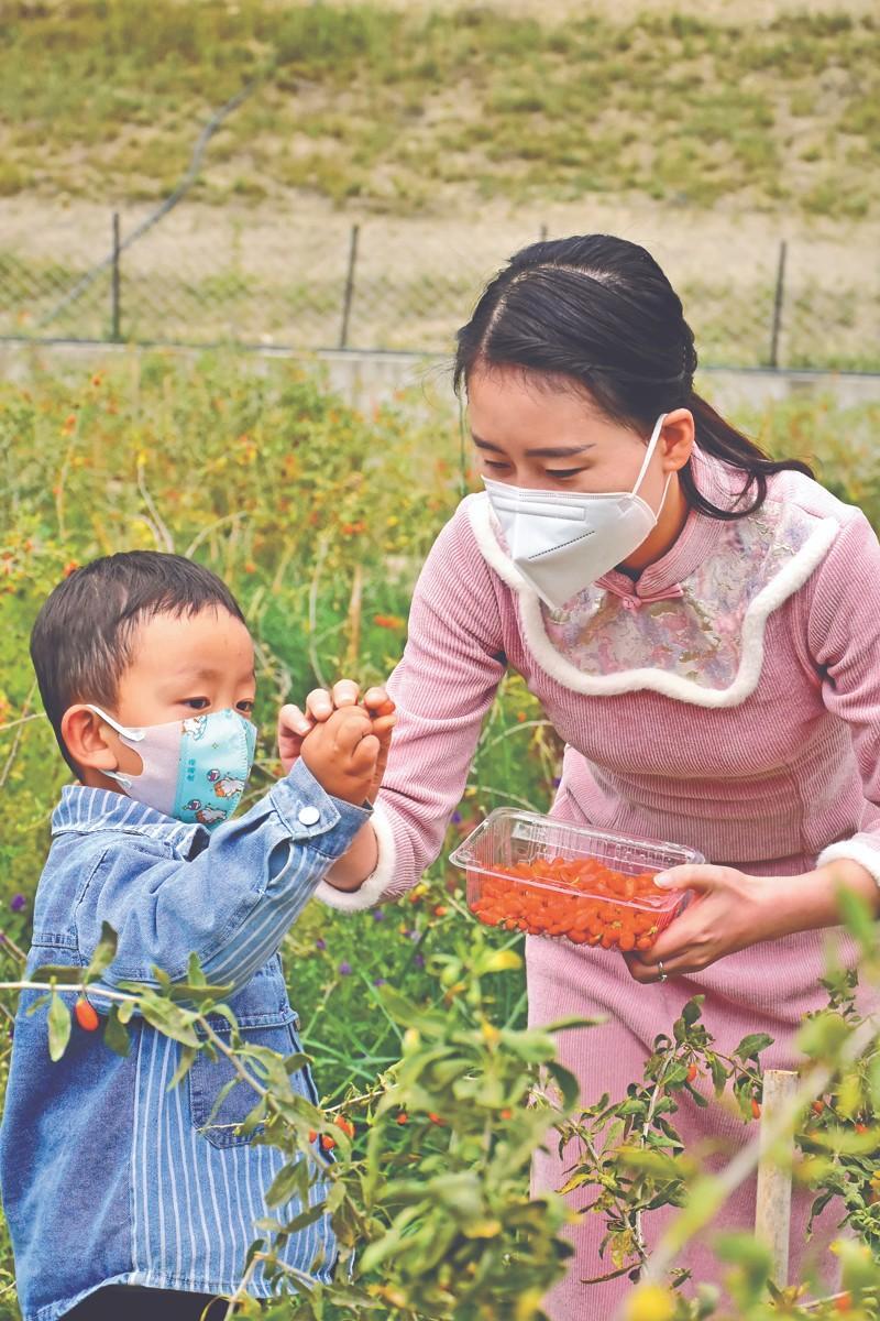 林芝枸杞(3329573)-20220923091603.jpg