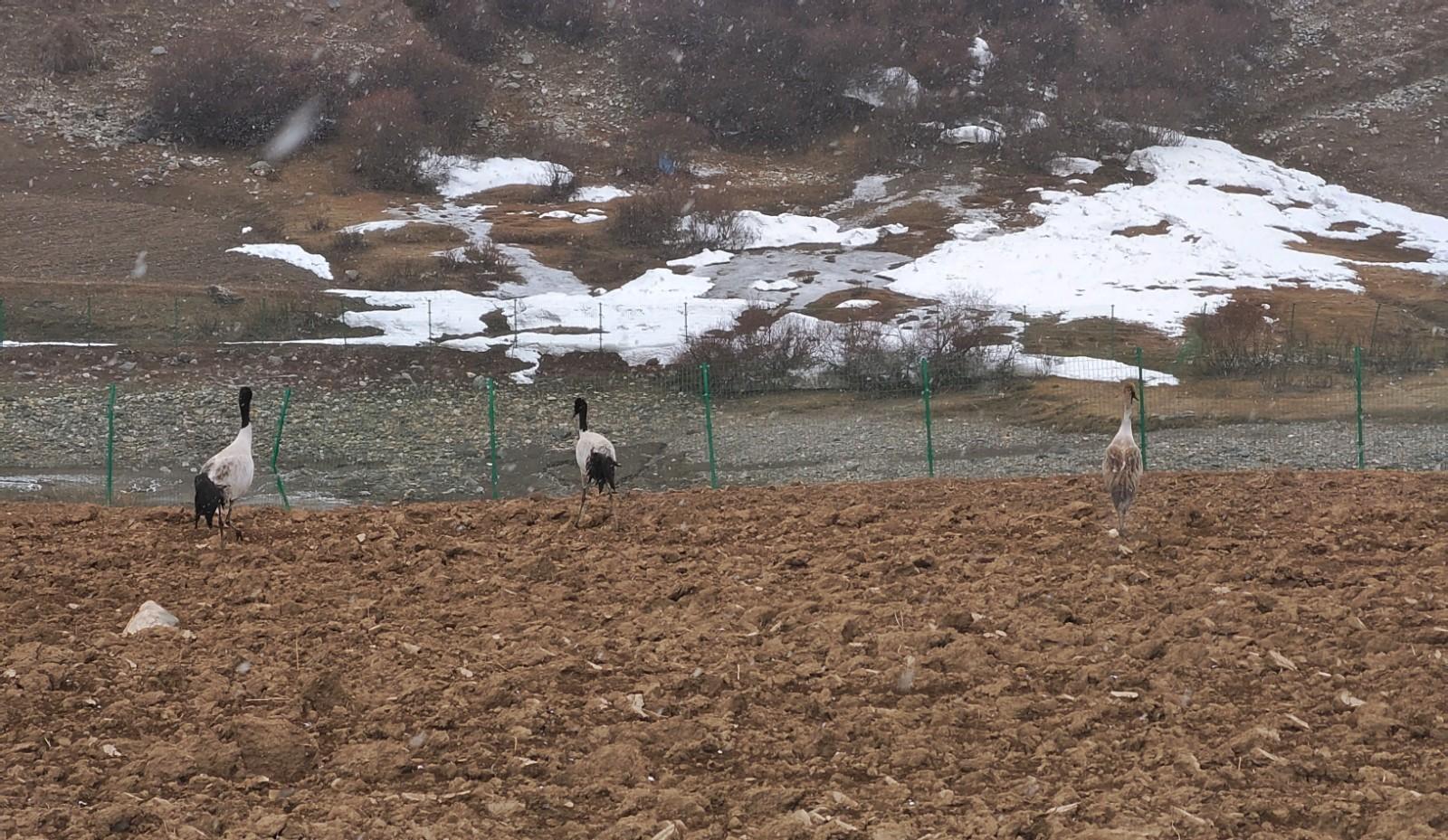 （要闻）数十只黑颈鹤再回比如县(分离图)(4982936)-20230414101407.jpg