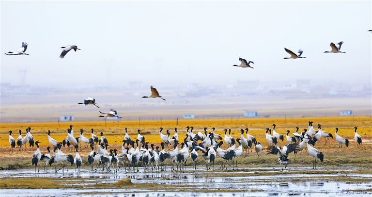 鹤舞阿热湿地—探访拉萨当雄黑颈鹤迁徙中转站