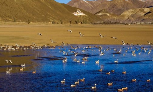 西藏林周迎来大批越冬候鸟