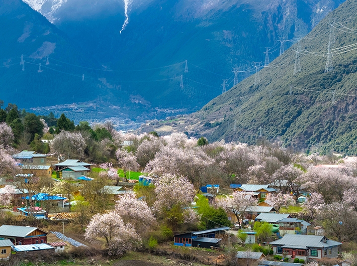 西藏波密：雪域桃花漫山谷