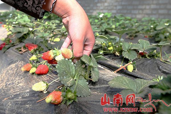 结巴草莓熟了（组图）