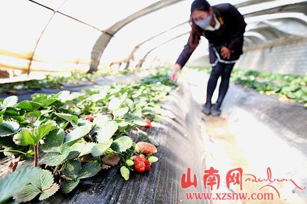 结巴草莓熟了（组图）