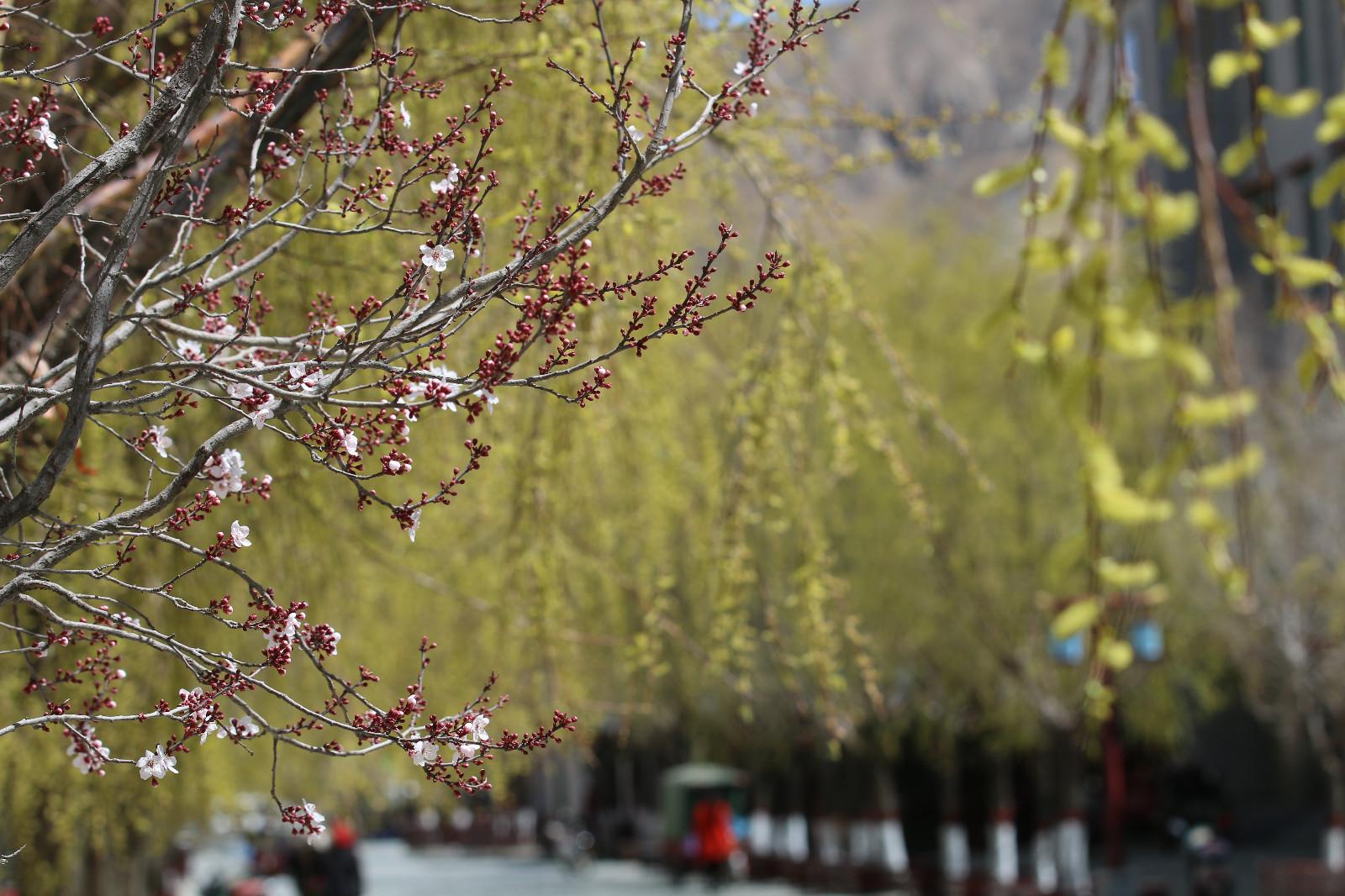 图为：春意盎然的琼结旅游步行街。.JPG